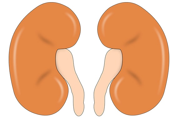 kidney