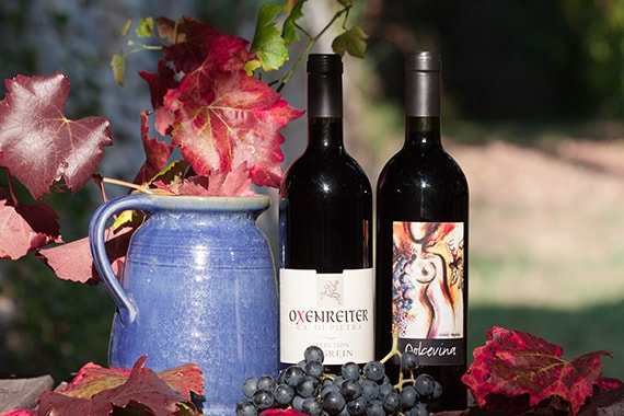 wine-vineyard